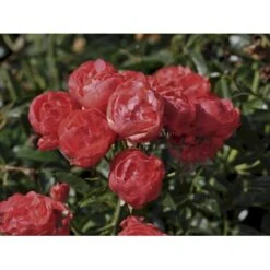 'Orange Morsdag' Rosa X 'Orange Morsdag' (Miniaturerose) A-Kvalitet,- Barrods Roser Min. 3 Grene -Sirius Butik fi4794 rosa orange morsdag 3e2c