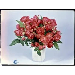 'Orange Morsdag' Rosa X 'Orange Morsdag' (Miniaturerose) A-Kvalitet,- Barrods Roser Min. 3 Grene -Sirius Butik fi4794 rosa orange morsdag 61ba