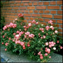 'Orange Morsdag' Rosa X 'Orange Morsdag' (Miniaturerose) A-Kvalitet,- Barrods Roser Min. 3 Grene -Sirius Butik fi4794 rosa orange morsdag a1d0