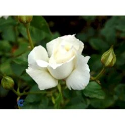 'Pascali' Rosa X 'Pascali' (Storblomstrende) A-Kvalitet,- Barrods Roser Min. 3 Grene 14 'Pascali' Rosa X 'Pascali' (Storblomstrende) A-Kvalitet,- Barrods Roser Min. 3 Grene -Sirius Butik fi4819 rosa pascali 6921