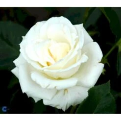 'Pascali' Rosa X 'Pascali' (Storblomstrende) A-Kvalitet,- Barrods Roser Min. 3 Grene 16 'Pascali' Rosa X 'Pascali' (Storblomstrende) A-Kvalitet,- Barrods Roser Min. 3 Grene -Sirius Butik fi4819 rosa pascali 6b62