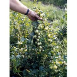 Stikkelsbær 'Invicta' Ribes Uva-crispa 'Invicta' 3,5 Liter Potte -Sirius Butik fi481 ribes uva crispa invicta 4a04