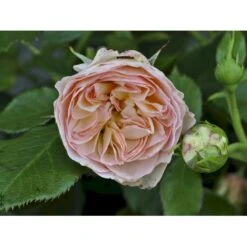 'Pastella'® Rosa X 'Pastella'® (Buketrose) A-Kvalitet,- Barrods Roser Min. 3 Grene -Sirius Butik fi4820 rosa pastella 23c8