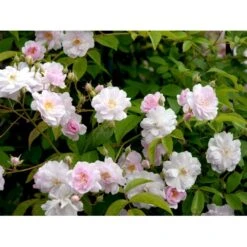 'Paul's Himalayan Musk' Rosa Moschata 'Paul's Himalayan Musk' (Moskusrose) A-Kvalitet,- Barrods Roser Min. 3 Grene -Sirius Butik fi4833 rosa paul s himalayan musk 95a9