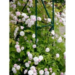 'Paul's Himalayan Musk' Rosa Moschata 'Paul's Himalayan Musk' (Moskusrose) A-Kvalitet,- Barrods Roser Min. 3 Grene -Sirius Butik fi4833 rosa paul s himalayan musk c08f