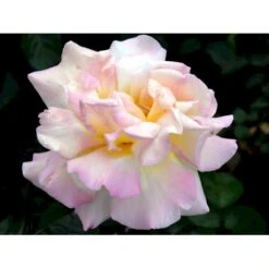 'Peace' Rosa X 'Peace' A-Kvalitet,- Barrods Roser Min. 3 Grene -Sirius Butik fi4836 rosa peace 53ea