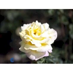 'Peace' Rosa X 'Peace' A-Kvalitet,- Barrods Roser Min. 3 Grene -Sirius Butik fi4836 rosa peace d441