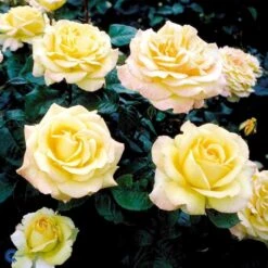 'Peer Gynt'® Rosa X 'Peer Gynt'® (Storblomstrende) A-Kvalitet,- Barrods Roser Min. 3 Grene -Sirius Butik fi4843 rosa peer gynt n dc37