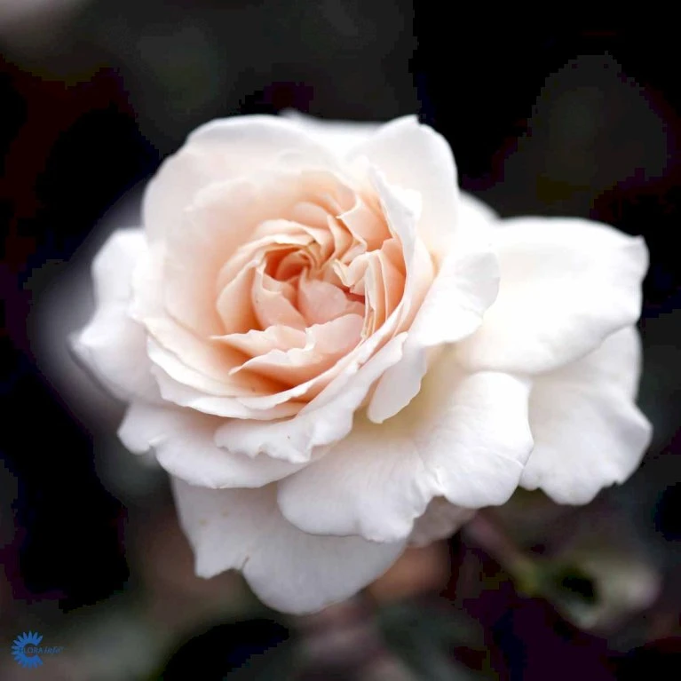 'Penny Lane' Rosa X 'Penny Lane' (Slyngrose) A-Kvalitet,- Barrods Roser Min. 3 Grene 4 'Penny Lane' Rosa X 'Penny Lane' (Slyngrose) A-Kvalitet,- Barrods Roser Min. 3 Grene - Billede 4