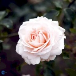 'Penny Lane' Rosa X 'Penny Lane' (Slyngrose) A-Kvalitet,- Barrods Roser Min. 3 Grene 9 'Penny Lane' Rosa X 'Penny Lane' (Slyngrose) A-Kvalitet,- Barrods Roser Min. 3 Grene -Sirius Butik fi4846 rosa penny lane 390f