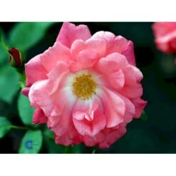 'Pernille Poulsen' Rosa X 'Pernille Poulsen' (Buketrose) A-Kvalitet,- Barrods Roser Min. 3 Grene -Sirius Butik fi4852 rosa pernille poulsen 2abc