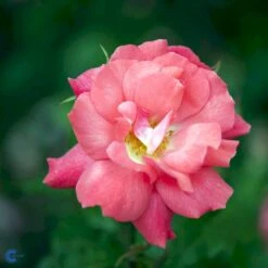 'Pernille Poulsen' Rosa X 'Pernille Poulsen' (Buketrose) A-Kvalitet,- Barrods Roser Min. 3 Grene -Sirius Butik fi4852 rosa pernille poulsen d02d