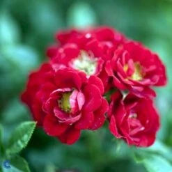 'Peter Pan' Rosa X 'Peter Pan' (Buketrose) A-Kvalitet,- Barrods Roser Min. 3 Grene -Sirius Butik fi4854 rosa peter pan a221