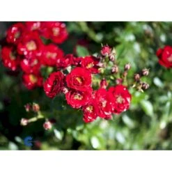 'Peter Pan' Rosa X 'Peter Pan' (Buketrose) A-Kvalitet,- Barrods Roser Min. 3 Grene -Sirius Butik fi4854 rosa peter pan daf6