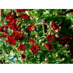 'Peter Pan' Rosa X 'Peter Pan' (Buketrose) A-Kvalitet,- Barrods Roser Min. 3 Grene -Sirius Butik fi4854 rosa peter pan e2dd