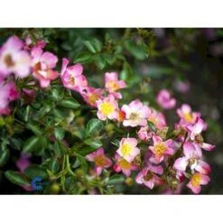 'Pink Cover'® Rosa X 'Pink Cover'® (Bunddækkerose) A-Kvalitet,- Barrods Roser Min. 3 Grene -Sirius Butik fi4864 rosa pink cover poulnoz n 15c6