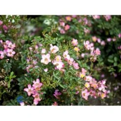 'Pink Cover'® Rosa X 'Pink Cover'® (Bunddækkerose) A-Kvalitet,- Barrods Roser Min. 3 Grene -Sirius Butik fi4864 rosa pink cover poulnoz n 3179