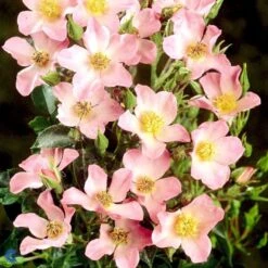 'Pink Cover'® Rosa X 'Pink Cover'® (Bunddækkerose) A-Kvalitet,- Barrods Roser Min. 3 Grene -Sirius Butik fi4864 rosa pink cover poulnoz n df9a