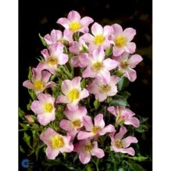 'Pink Cover'® Rosa X 'Pink Cover'® (Bunddækkerose) A-Kvalitet,- Barrods Roser Min. 3 Grene -Sirius Butik fi4864 rosa pink cover poulnoz n fea8