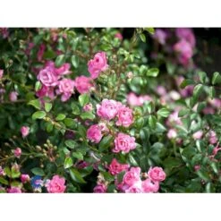 'The Fairy' Rosa X 'The Fairy' (Bunddækkerose) A-Kvalitet,- Barrods Roser Min. 3 Grene -Sirius Butik fi4866 rosa pink fairy 2a58