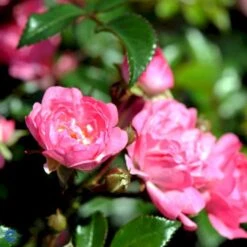 'The Fairy' Rosa X 'The Fairy' (Bunddækkerose) A-Kvalitet,- Barrods Roser Min. 3 Grene -Sirius Butik fi4866 rosa pink fairy 3400