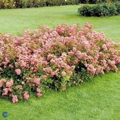 'The Fairy' Rosa X 'The Fairy' (Bunddækkerose) A-Kvalitet,- Barrods Roser Min. 3 Grene -Sirius Butik fi4866 rosa pink fairy 7a0d