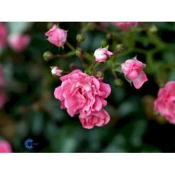 'The Fairy' Rosa X 'The Fairy' (Bunddækkerose) A-Kvalitet,- Barrods Roser Min. 3 Grene -Sirius Butik fi4866 rosa pink fairy 8541