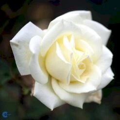 'Polarstern'® Rosa X 'Polarstern'® (Storblomstrende) A-Kvalitet,- Barrods Roser Min. 3 Grene -Sirius Butik fi4886 rosa polarstern d9d7