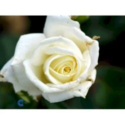 'Polarstern'® Rosa X 'Polarstern'® (Storblomstrende) A-Kvalitet,- Barrods Roser Min. 3 Grene -Sirius Butik fi4886 rosa polarstern f035