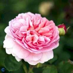 'Princess Alexandra Of Kent'™ Rosa X 'Princess Alexandra Of Kent'™ (Engelsk Rose) A-Kvalitet,- Barrods Roser Min. 3 Grene -Sirius Butik fi4905 rosa princess alexandra of kent ausmer 2315