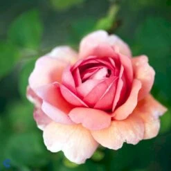 'Princess Alexandra Of Kent'™ Rosa X 'Princess Alexandra Of Kent'™ (Engelsk Rose) A-Kvalitet,- Barrods Roser Min. 3 Grene -Sirius Butik fi4905 rosa princess alexandra of kent ausmer 81d7