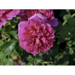 'Princess Anne'™ Rosa X 'Princess Anne'™ (Engelsk Rose) A-Kvalitet,- Barrods Roser Min. 3 Grene -Sirius Butik fi4906 rosa princess anne d128