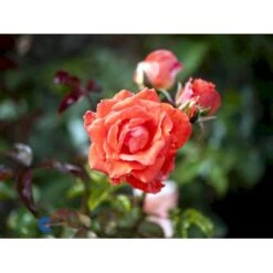 'Prinsesse Marie' Rosa X 'Prinsesse Marie' (Storblomstrende) A-Kvalitet,- Barrods Roser Min. 3 Grene -Sirius Butik fi4911 rosa prinsesse marie 4bf8