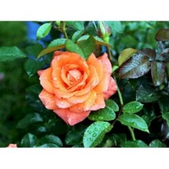 'Prinsesse Marie' Rosa X 'Prinsesse Marie' (Storblomstrende) A-Kvalitet,- Barrods Roser Min. 3 Grene -Sirius Butik fi4911 rosa prinsesse marie c028