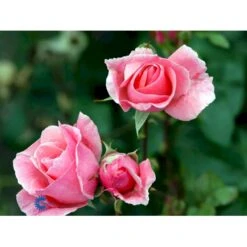 'Queen Elisabeth' Rosa X 'Queen Elisabeth' (Storblomstrende) A-Kvalitet,- Barrods Roser Min. 3 Grene -Sirius Butik fi4922 rosa queen elisabeth 0f8f