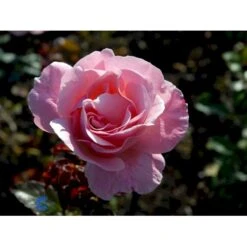 'Queen Elisabeth' Rosa X 'Queen Elisabeth' (Storblomstrende) A-Kvalitet,- Barrods Roser Min. 3 Grene -Sirius Butik fi4922 rosa queen elisabeth d6ea