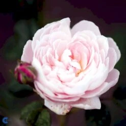 'Queen Of Sweden' Rosa X 'Queen Of Sweden' (Engelsk Rose) A-Kvalitet,- Barrods Roser Min. 3 Grene -Sirius Butik fi4925 rosa queen of sweden austiger 3d27