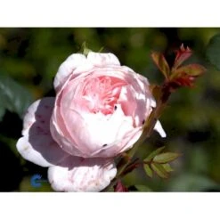 'Queen Of Sweden' Rosa X 'Queen Of Sweden' (Engelsk Rose) A-Kvalitet,- Barrods Roser Min. 3 Grene -Sirius Butik fi4925 rosa queen of sweden austiger 4073