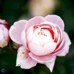 'Queen Of Sweden' Rosa X 'Queen Of Sweden' (Engelsk Rose) A-Kvalitet,- Barrods Roser Min. 3 Grene -Sirius Butik fi4925 rosa queen of sweden austiger bea4