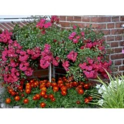 'Red Fairy' Rosa X 'Red Fairy' (Bunddækkerose) A-Kvalitet,- Barrods Roser Min. 3 Grene -Sirius Butik fi4944 rosa red fairy a0be