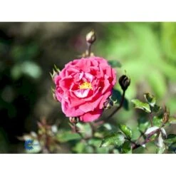 'Red New Dawn' Rosa X 'Red New Dawn' (Slyngrose) A-Kvalitet,- Barrods Roser Min. 3 Grene -Sirius Butik fi4948 rosa red new dawn 200e