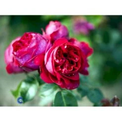 'Red Willestrup' Rosa X 'Red Willestrup' (Slyngrose) A-Kvalitet,- Barrods Roser Min. 3 Grene -Sirius Butik fi4954 rosa red willestrup b2e6
