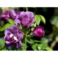 'Rhapsody In Blue' Rosa X 'Rhapsody In Blue' (Buketrose) A-Kvalitet,- Barrods Roser Min. 3 Grene -Sirius Butik fi4964 rosa rhapsody in blue 26a7