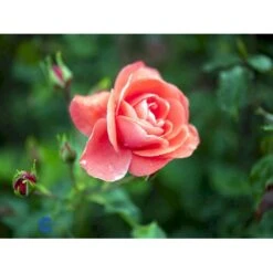 'Riberhus'™ Rosa X 'Riberhus'™ (Buketrose) A-Kvalitet,- Barrods Roser Min. 3 Grene 17 'Riberhus'™ Rosa X 'Riberhus'™ (Buketrose) A-Kvalitet,- Barrods Roser Min. 3 Grene -Sirius Butik fi4966 rosa riberhus poulriber n 3fcc