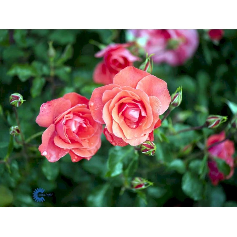 'Riberhus'™ Rosa X 'Riberhus'™ (Buketrose) A-Kvalitet,- Barrods Roser Min. 3 Grene 9 'Riberhus'™ Rosa X 'Riberhus'™ (Buketrose) A-Kvalitet,- Barrods Roser Min. 3 Grene - Billede 9