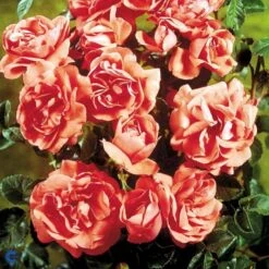 'Riberhus'™ Rosa X 'Riberhus'™ (Buketrose) A-Kvalitet,- Barrods Roser Min. 3 Grene 19 'Riberhus'™ Rosa X 'Riberhus'™ (Buketrose) A-Kvalitet,- Barrods Roser Min. 3 Grene -Sirius Butik fi4966 rosa riberhus poulriber n 8edb