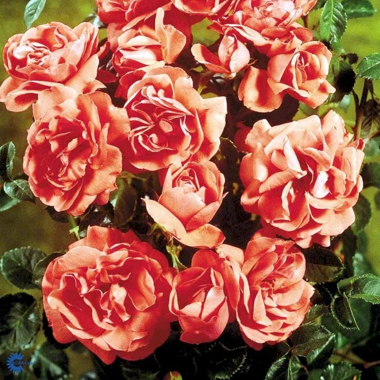 'Riberhus'™ Rosa X 'Riberhus'™ (Buketrose) A-Kvalitet,- Barrods Roser Min. 3 Grene 10 'Riberhus'™ Rosa X 'Riberhus'™ (Buketrose) A-Kvalitet,- Barrods Roser Min. 3 Grene - Billede 10