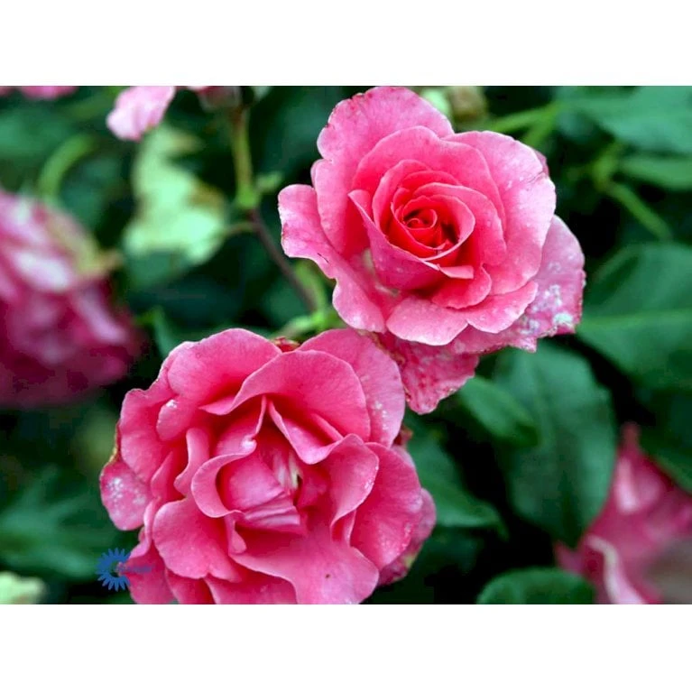 'Romanze'® Rosa X 'Romanze'® (Buketrose) A-Kvalitet,- Barrods Roser Min. 3 Grene 5 'Romanze'® Rosa X 'Romanze'® (Buketrose) A-Kvalitet,- Barrods Roser Min. 3 Grene - Billede 5