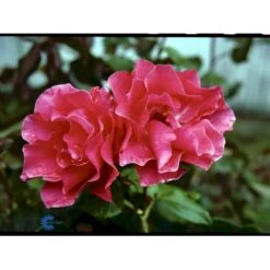 'Romanze'® Rosa X 'Romanze'® (Buketrose) A-Kvalitet,- Barrods Roser Min. 3 Grene 11 'Romanze'® Rosa X 'Romanze'® (Buketrose) A-Kvalitet,- Barrods Roser Min. 3 Grene -Sirius Butik fi4976 rosa romanze d356