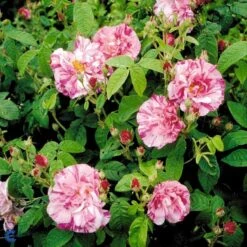 'Rosa Mundi' Rosa Gallica 'Rosa Mundi' (Gallicarose) A-Kvalitet,- Barrods Roser Min. 3 Grene -Sirius Butik fi4978 rosa rosa mundi e476